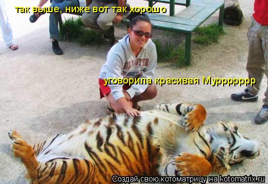 Котоматрица: так выше, ниже вот так хорошо уговорила красивая Муррррррр