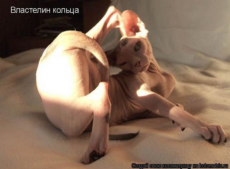 Властелин кольца... Котоматрица: Властелин кольца