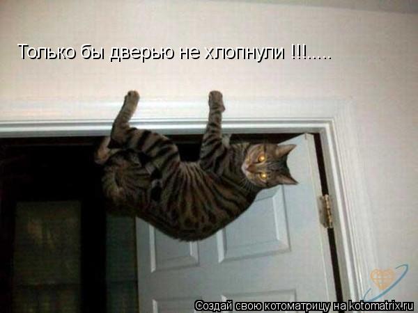 Только бы дверью не хлопнули !!!........ Котоматрица: Только бы дверью не хлопнули !!!.....