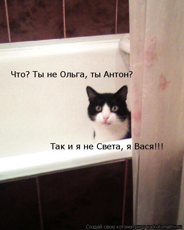 Что? Ты не Ольга, ты Антон? Так и я не Света, я Вася!!!... Котоматрица: Что? Ты не Ольга, ты Антон? Так и я не Света, я Вася!!!