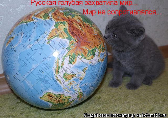 Русская голубая захватила мир... Мир не сопротивлялся...... Котоматрица: Русская голубая захватила мир... Мир не сопротивлялся...