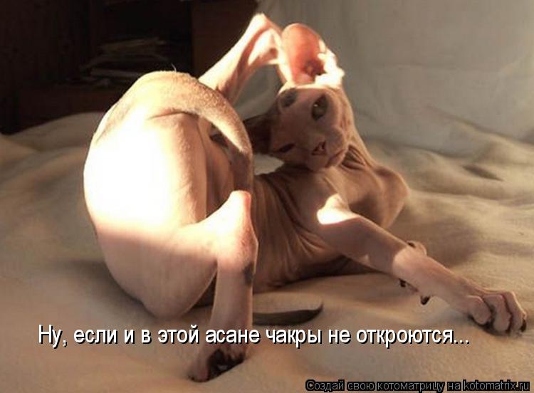 Ну, если и в этой асане чакры не откроются...... Котоматрица: Ну, если и в этой асане чакры не откроются...