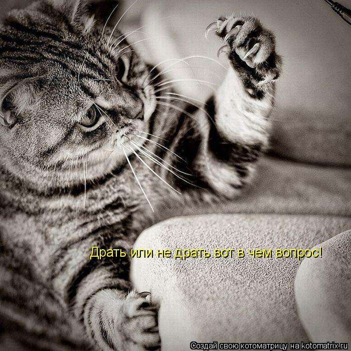 Драть или не драть вот в чем вопрос!... Котоматрица: Драть или не драть вот в чем вопрос!