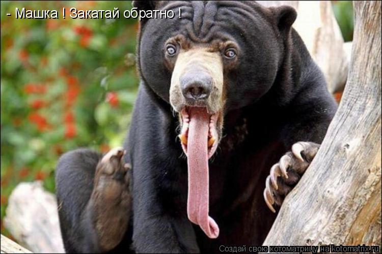 - Машка ! Закатай обратно !... Котоматрица: - Машка ! Закатай обратно !