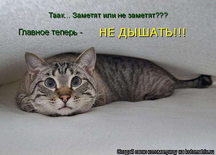 Котоматрица: Таак... Заметят или не заметят??? Главное теперь -  НЕ ДЫШАТЬ!!!