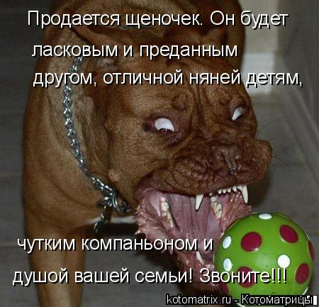Котоматрица: Продается щеночек. Он будет  ласковым и преданным другом, отличной няней детям,  чутким компаньоном и  душой вашей семьи! Звоните!!!