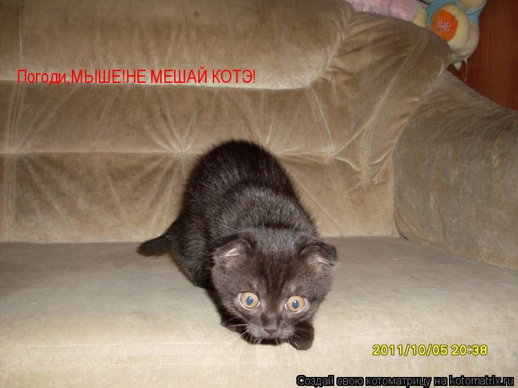 Котоматрица: Погоди,МЫШЕ!НЕ МЕШАЙ КОТЭ!