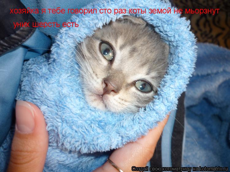 Котоматрица: хозяйка я тебе говорил сто раз коты земой не мьорзнут  уних шерсть есть