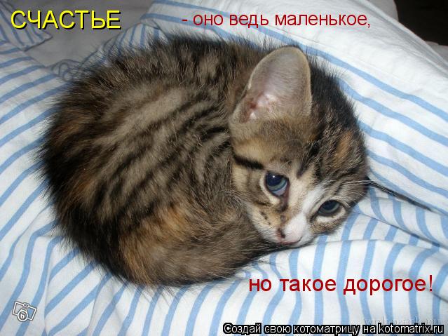 Котоматрица: СЧАСТЬЕ - оно ведь маленькое, но такое дорогое!
