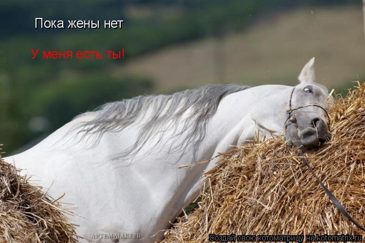 Котоматрица: Пока жены нет У меня есть ты!