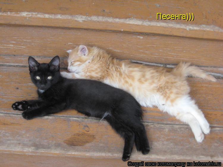 Котоматрица: Песенга)))