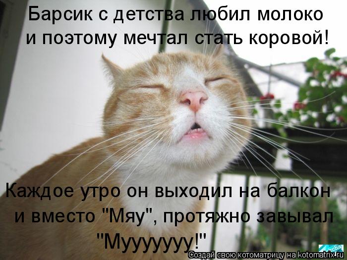 Котоматрица: поиск котоматрицы.
