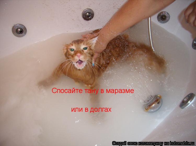 Котоматрица: Спосайте тану в маразме или в долгах