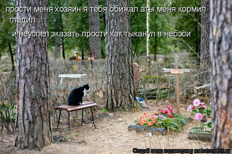 Котоматрица: прости меня хозяин я тебя обижал аты меня кормил гладил и неуспел зказать прости как тыканул в небэси