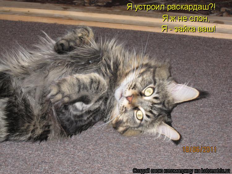 Котоматрица: Я устроил раскардаш?! Я ж не слон, Я - зайка ваш!
