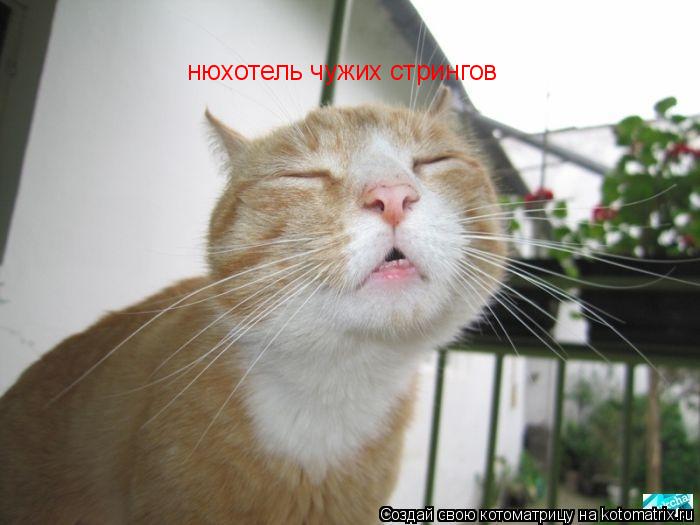 Котоматрица: нюхотель чужих стрингов