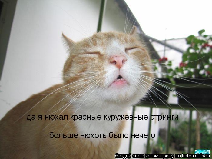 Котоматрица: да я нюхал красные куружевные стринги больше нюхоть было нечего