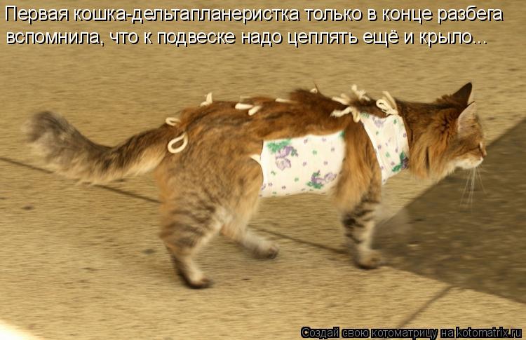 Котоматрица: Первая кошка-дельтапланеристка только в конце разбега  вспомнила, что к подвеске надо цеплять ещё и крыло...