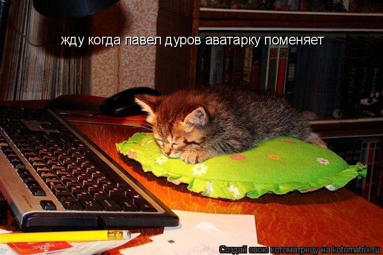 Котоматрица: жду когда павел дуров аватарку поменяет