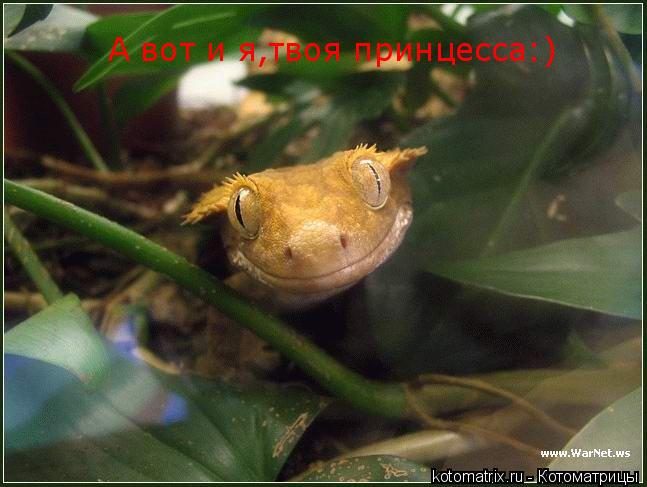 Котоматрица: А вот и я,твоя принцесса:)