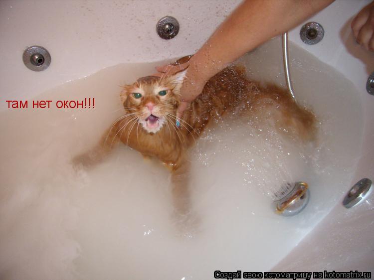 Котоматрица: там нет окон!!!