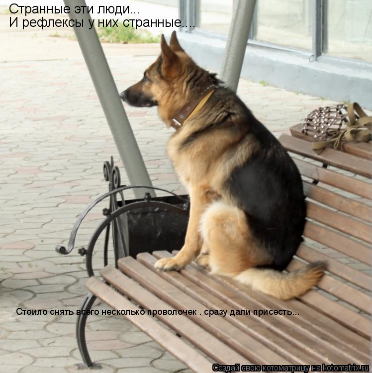 Котоматрица: Странные эти люди... И рефлексы у них странные.... Стоило снять всего несколько проволочек — сразу дали присесть...