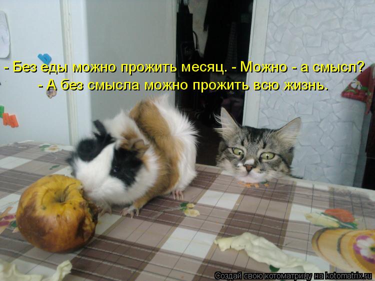 Котоматрица: - Без еды можно прожить месяц. - Можно - а смысл?    - А без смысла можно прожить всю жизнь.