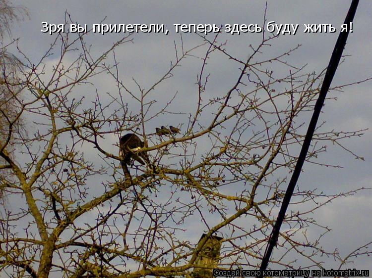 Котоматрица: Зря вы прилетели, теперь здесь буду жить я!