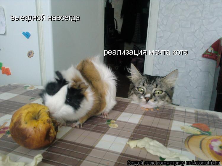 Котоматрица: выездной навсегда реализация мечта кота