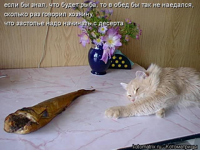 Котоматрица: если бы знал, что будет рыба, то в обед бы так не наедался, сколько раз говорил хозяину, что застолье надо начинать с десерта