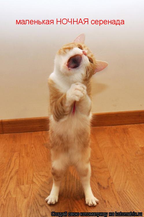 Котоматрица: маленькая НОЧНАЯ серенада
