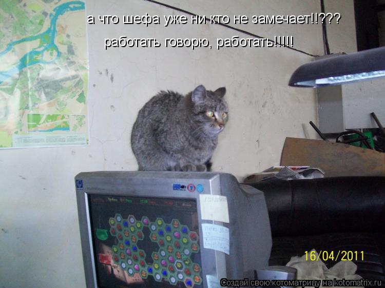 Котоматрица: а что шефа уже ни кто не замечает!!??? работать говорю, работать!!!!!