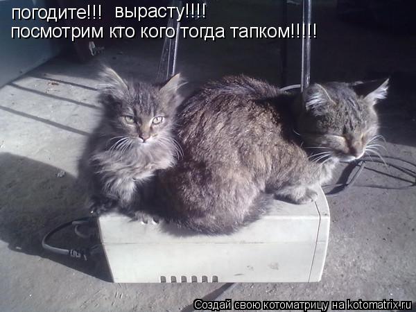Котоматрица: погодите!!! вырасту!!!! посмотрим кто кого тогда тапком!!!!!