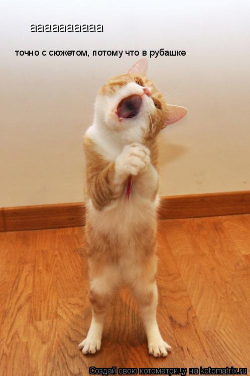 Котоматрица: аааааааааа точно с сюжетом, потому что в рубашке