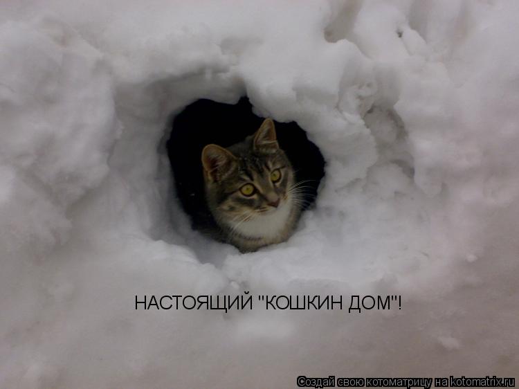 Котоматрица: НАСТОЯЩИЙ "КОШКИН ДОМ"!