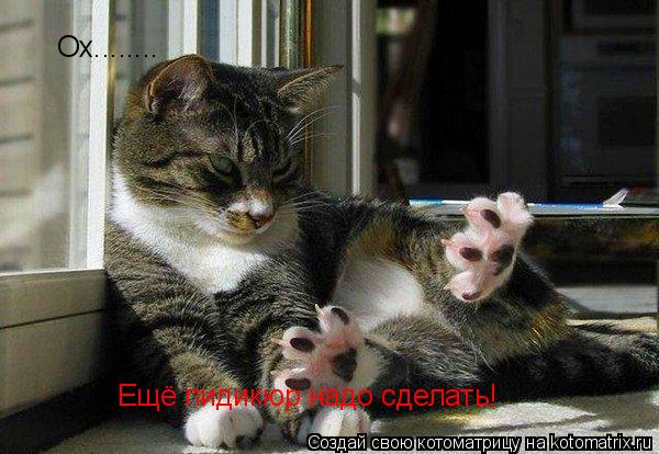 Котоматрица: Ох........ Ещё пидикюр надо сделать!