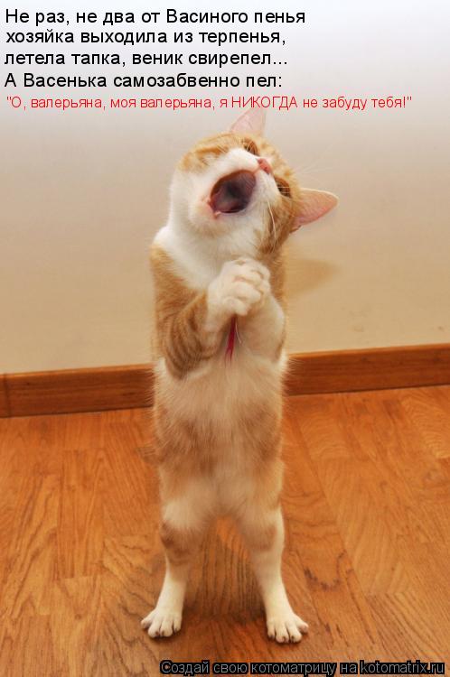 Котоматрица: Не раз, не два от Васиного пенья хозяйка выходила из терпенья, летела тапка, веник свирепел... А Васенька самозабвенно пел: "О, валерьяна, моя 