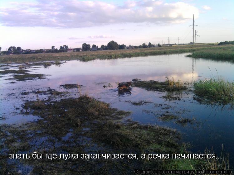 Котоматрица: знать бы где лужа заканчивается, а речка начинается...