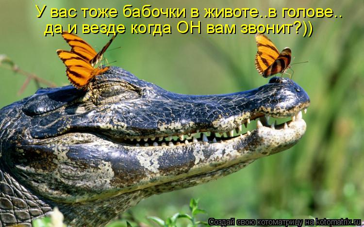 Котоматрица: У вас тоже бабочки в животе..в голове.. да и везде когда ОН вам звонит?))