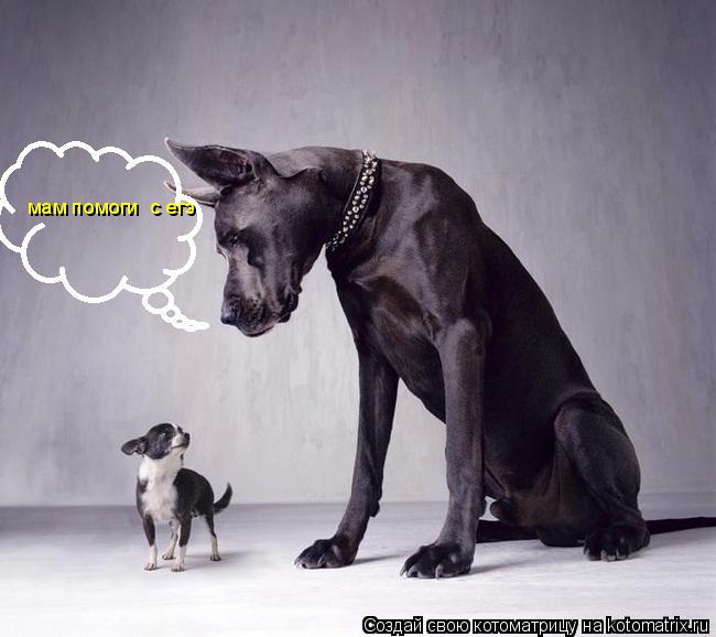 Котоматрица: мам помоги  с егэ