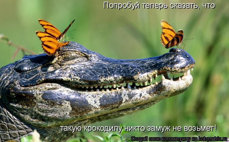 Котоматрица: Попробуй теперь сказать, что такую крокодилу никто замуж не возьмет!