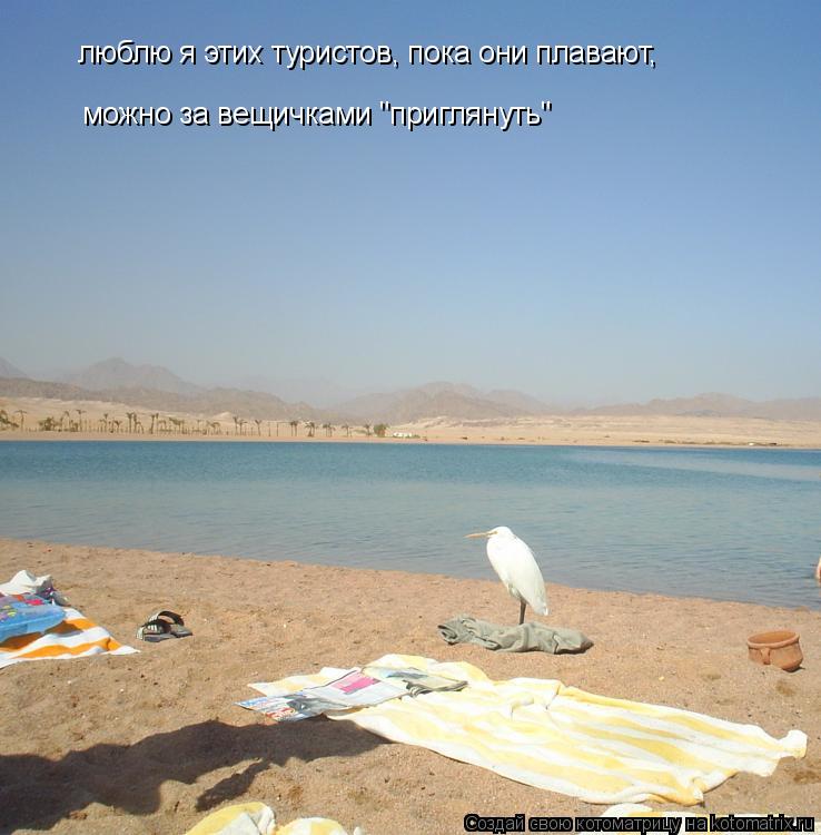 Котоматрица: люблю я этих туристов, пока они плавают,  можно за вещичками "приглянуть"