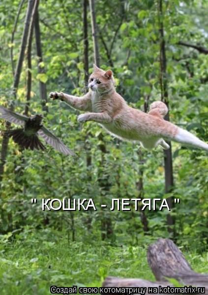 Котоматрица: " КОШКА - ЛЕТЯГА "