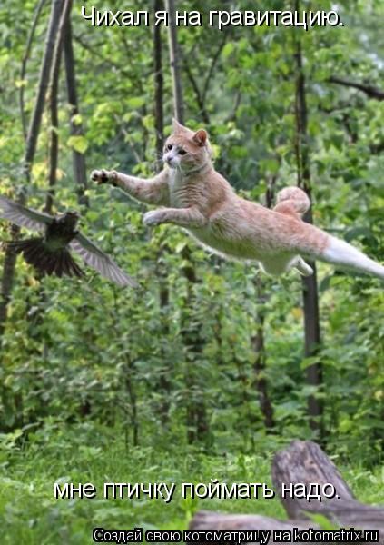 Котоматрица: Чихал я на гравитацию. мне птичку поймать надо.
