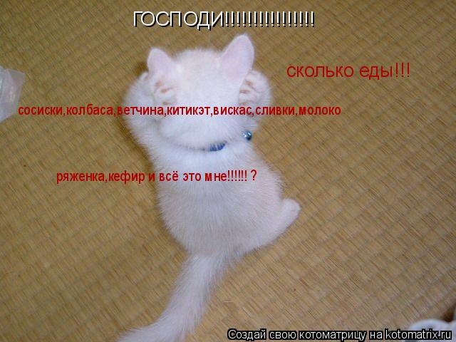 Котоматрица: ГОСПОДИ!!!!!!!!!!!!!!!! сколько еды!!! сосиски,колбаса,ветчина,китикэт,вискас,сливки,молоко ряженка,кефир и всё это мне!!!!!! ?