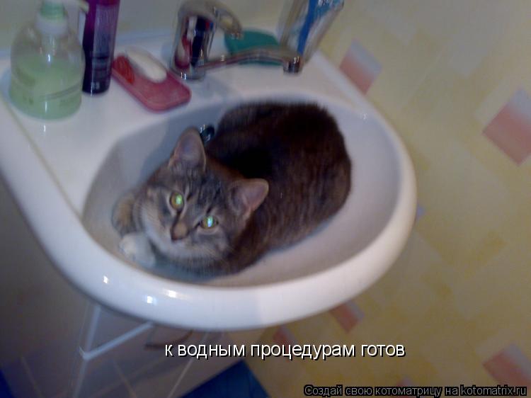 Котоматрица: к водным процедурам готов