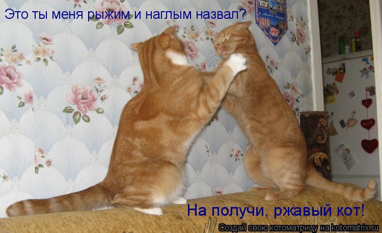 Котоматрица: Это ты меня рыжим и наглым назвал? На получи, ржавый кот!