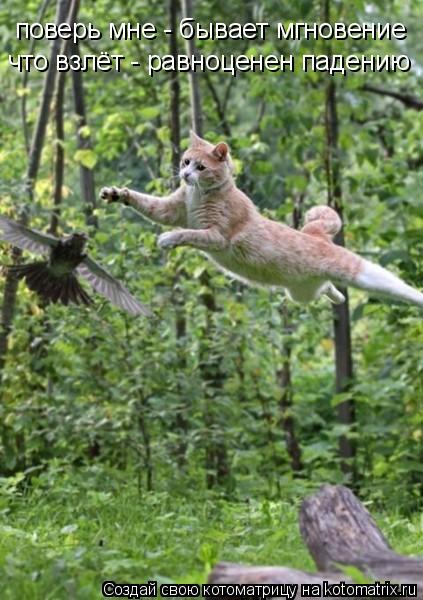 Котоматрица: поверь мне - бывает мгновение что взлёт - равноценен падению