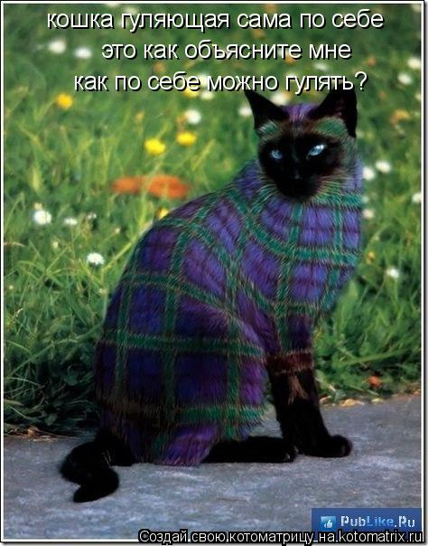 Котоматрица: кошка гуляющая сама по себе  это как объясните мне как по себе можно гулять?