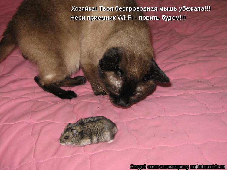 Котоматрица: Хозяйка! Твоя беспроводная мышь убежала!!! Неси приемник Wi-Fi - ловить будем!!!